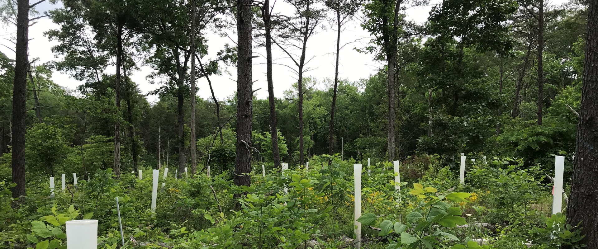Supporting Environmental Initiatives in Northern Virginia: How to Make a Difference