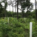Supporting Environmental Initiatives in Northern Virginia: How to Make a Difference