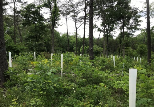 Supporting Environmental Initiatives in Northern Virginia: How to Make a Difference